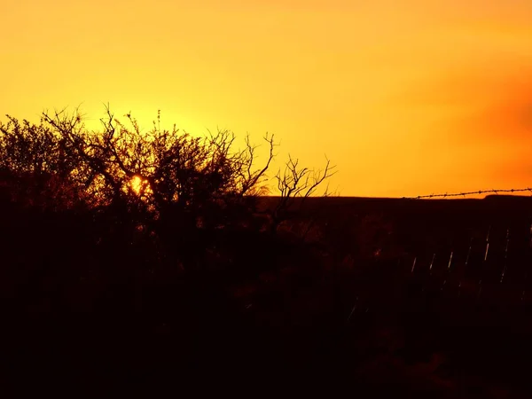 Leafless Borstel Silhouetted Tegen Een Mooie Zonsondergang — Stockfoto