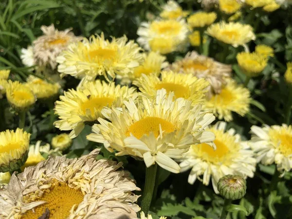 Πλευρική Άποψη Περικοπή Πλάνο Από Κίτρινα Λουλούδια Shasta Μαργαρίτα — Φωτογραφία Αρχείου
