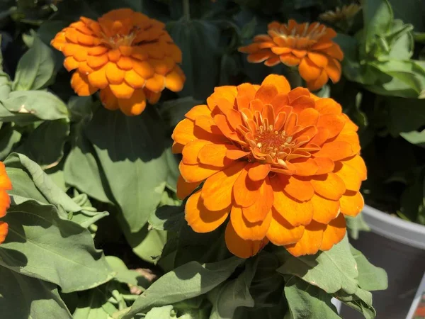 オレンジ ジニア マゼランの花の終わり — ストック写真