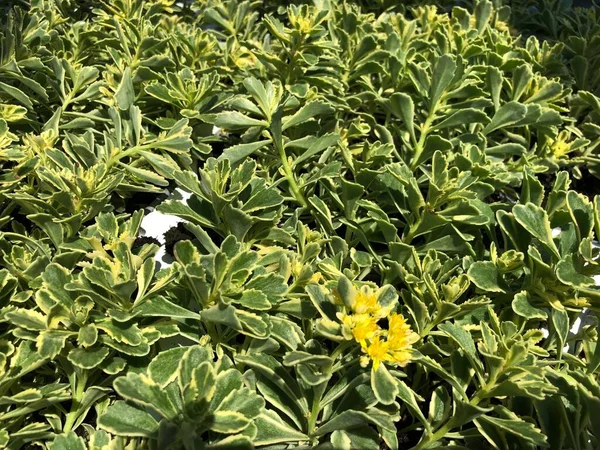 Обрезанный Снимок Свежих Зеленых Буги Буги Буги Каскадных Растений — стоковое фото