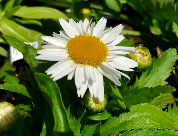 Nahaufnahme Einer Weißen Gänseblümchenblümchenblüte Mit Gelbem Zentrum — Stockfoto