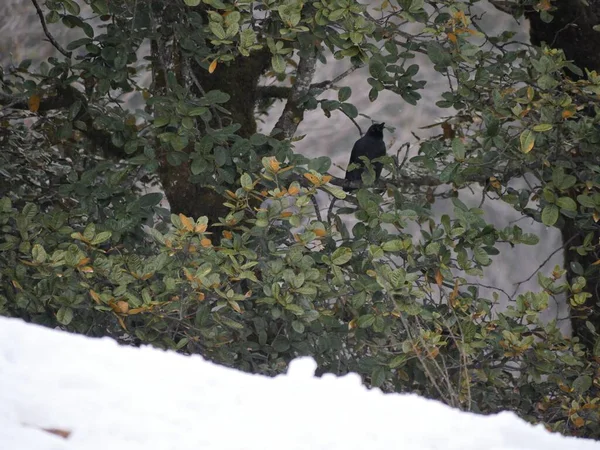 Terreno Cubierto Nieve Valle Solang Himalaya Con Pájaro Posado Sobre — Foto de Stock