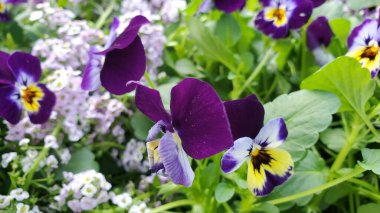 Menekşe keman çiçeklerinin yan görüntüsü. Sarı ve mor merkezli.