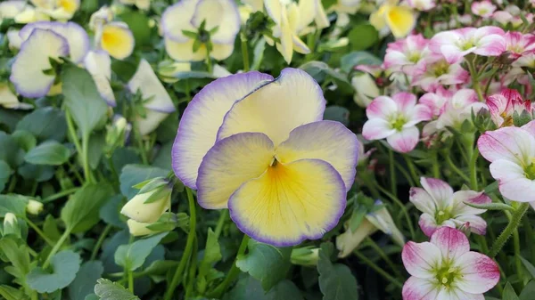 Flor Viola Amarelo Limão Pálido Com Margens Lavanda — Fotografia de Stock