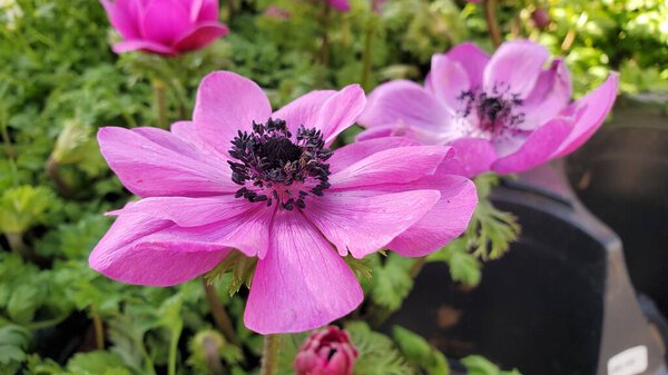 Крупный план розовой гармонии цветка анемона орхидеи