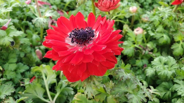 Yan Görünüş Bir Harmoniye Yakın Çift Kırmızı Şakayık Çiçeği — Stok fotoğraf
