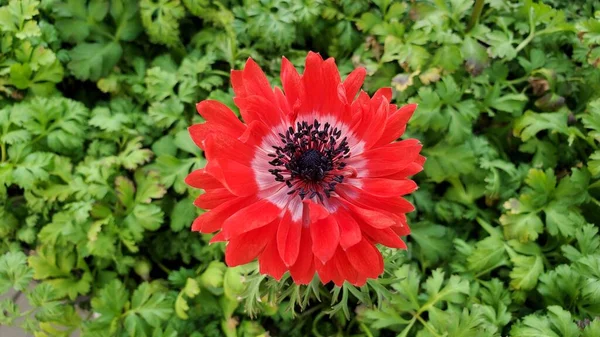 Крупним Планом Вниз Знімок Гармонії Подвійна Червона Квітка Анемони — стокове фото