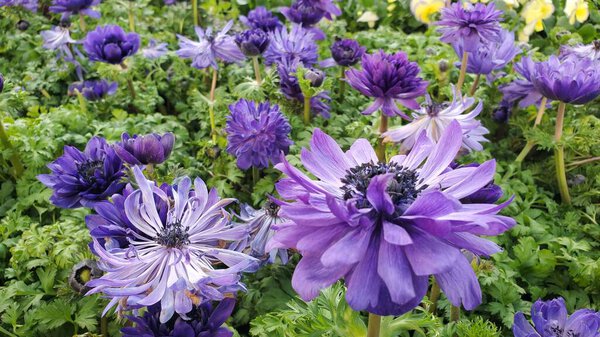 Цветущая гармония двойной синий анемон цветы в саду 