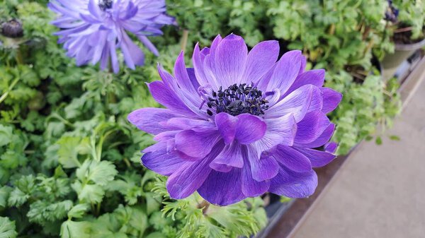 Двойной синий анемонический цветок в саду, крупный план 