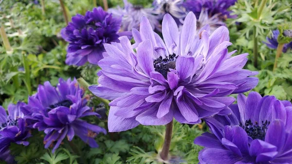 Oldalnézet Harmónia Dupla Kék Anemone Virágok Kertben Közelről — Stock Fotó