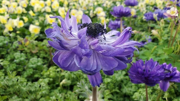 Közelkép Harmónia Kettős Kék Anemone Virág Kertben — Stock Fotó