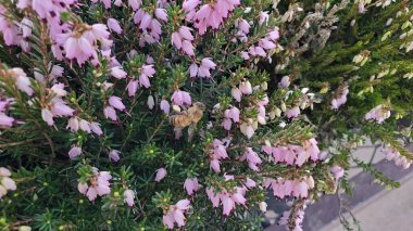 Akdeniz 'in pembe fundalık çiçekleri kümeleri