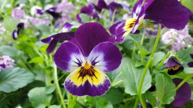 Mor ve sarı merkezli mor keman çiçekleriyle karşı karşıya.