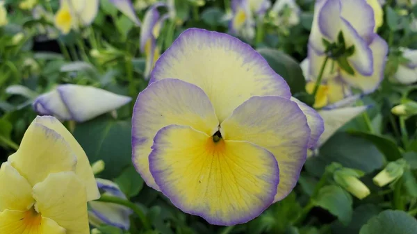 Close Large Pale Lemon Yellow Etain Viola Flower Lavender Margins — Stock Photo, Image