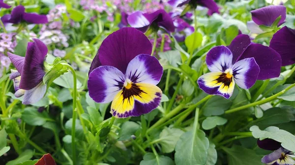 Amplo Tiro Flores Violeta Violeta Viola Com Centros Coloridos — Fotografia de Stock