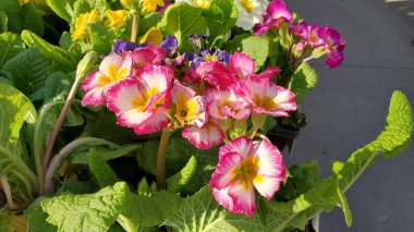 Güzel pembe ve sarı süpernova çuha çiçekleri, geniş açı