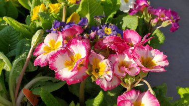 Güzel pembe ve sarı süpernova çuha çiçekleri, orta boy yakın çekim.