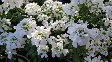 Kesilmiş kar kümesi kümeleri, şekerleme çiçekleri 