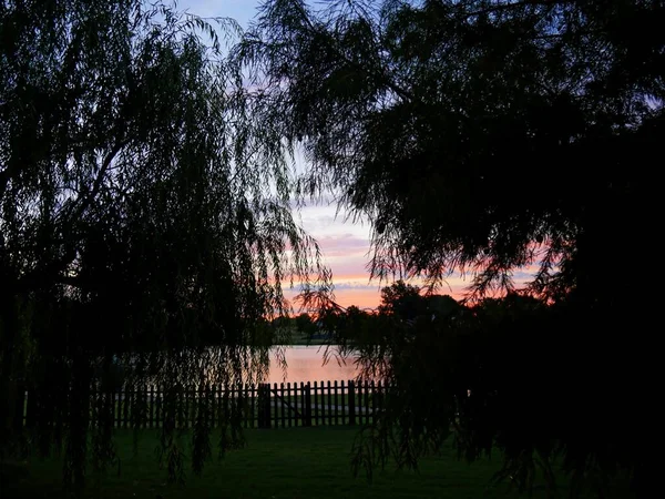 Siluetas Sauce Pino Con Hermoso Amanecer Fondo — Foto de Stock