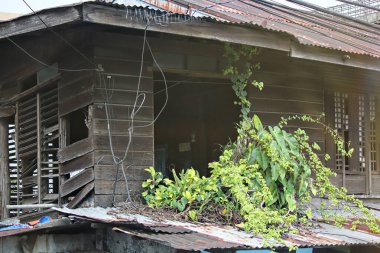 Eski harap olmuş ahşap yapı. Yakın çekim. Camdan süzülen tuhaf sarmaşıklar.