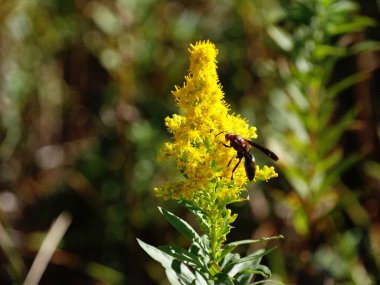 Bir arı bahçedeki parlak sarı çiçek buketinden nektar emer.
