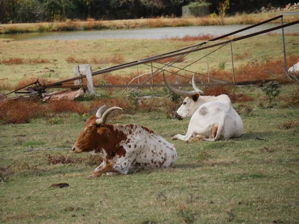 Δύο Αγελάδες Ξαπλωμένες Χορταριασμένο Βοσκότοπο — Φωτογραφία Αρχείου