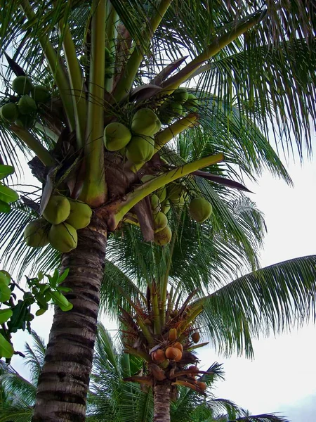 Aufwärts Geschossen Von Kokospalmen Die Mit Kokosfrüchten Beladen Sind — Stockfoto