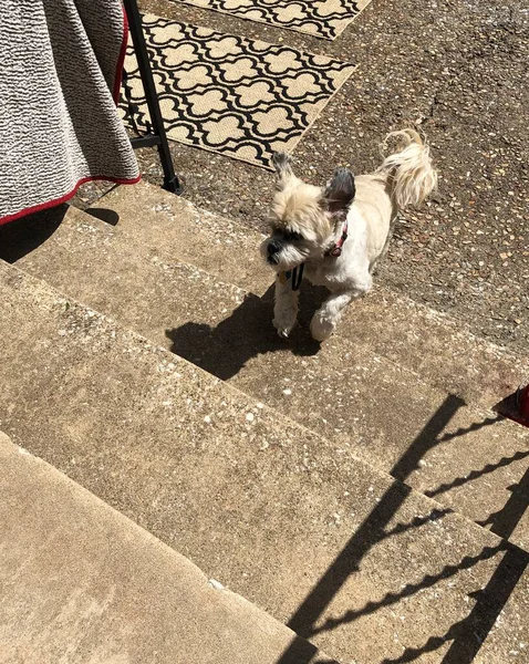 Small Brown Puppy Climbing Short Flight Concrete Stairs — Stock Photo, Image