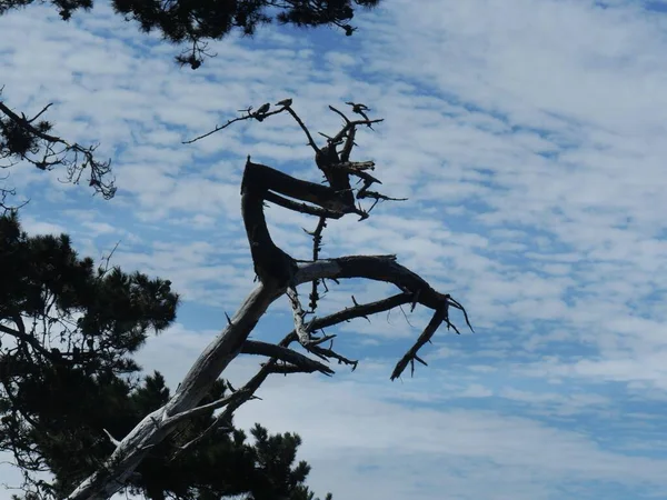 Silhueta Galho Árvore Com Nuvens Bonitas Nos Céus — Fotografia de Stock
