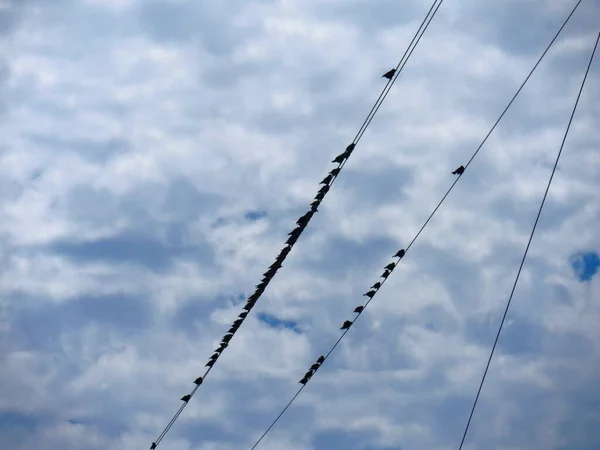 Електричні Дроти Птахами Пробиваються Рядами — стокове фото