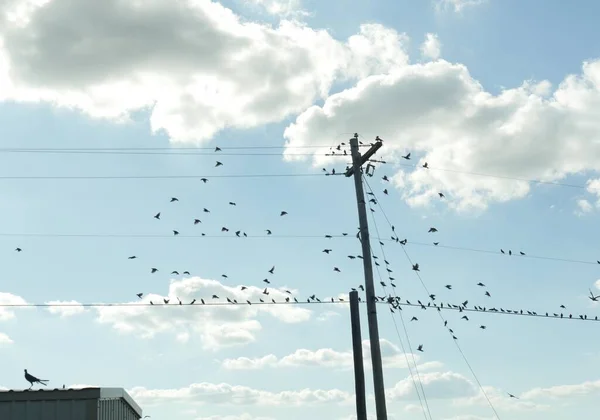 Posto Energia Linhas Energia Com Bando Pássaros Empoleirados Nele — Fotografia de Stock
