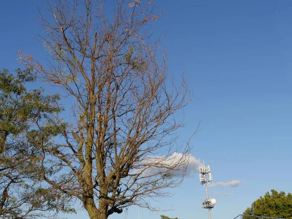 Вид Зверху Безлистяного Дерева Обрізаний Постріл — стокове фото