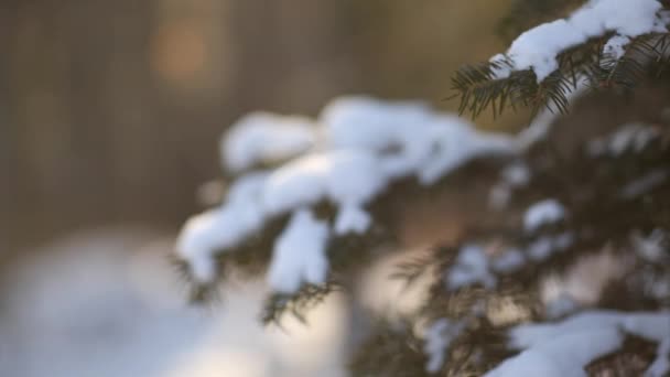 Rami di abete in contre-jour con un po 'di neve che cade — Video Stock