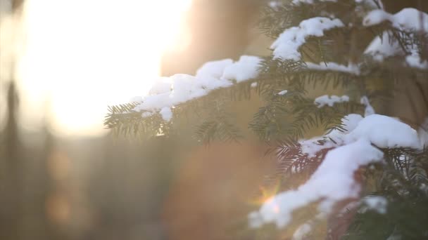 Rami di abete con neve in primo piano scivolo e focus play — Video Stock