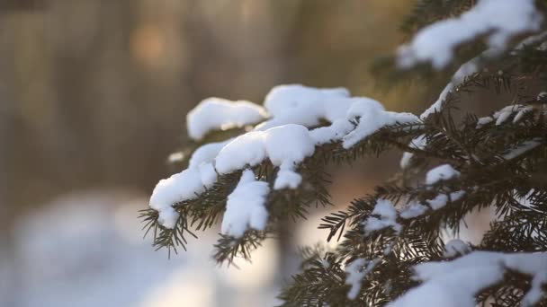 Fir tree branches with snow in foreground — Stock Video