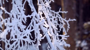 ağaç dalları ile kar - buz oyun pan