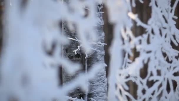 Winterwaldlandschaft - Fokus und Spiel auf gefrorenen Bäumen — Stockvideo