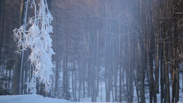 Snow mist from the cannon - slow motion — Stock Video