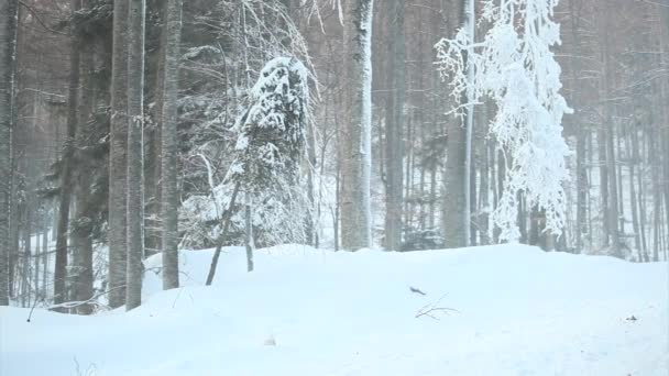 Kall vinter forrest landskap - pan rörelse — Stockvideo