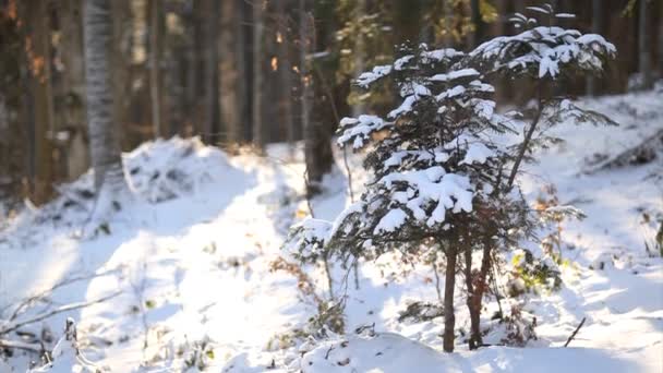 Indah musim dingin pemandangan hutan panning up motion — Stok Video