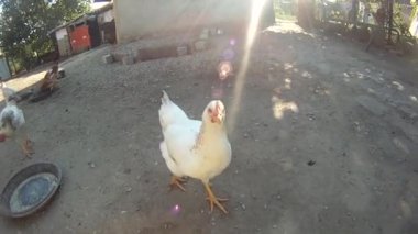 avluda beyaz tavuk