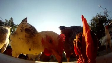 horoz ve tavuk metal tava yemek yakın çekim