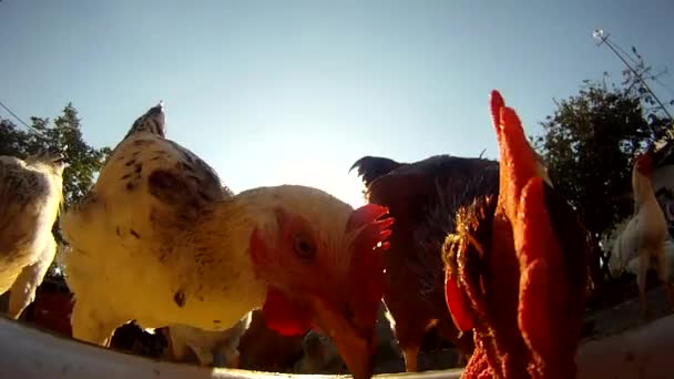 Close-up of rooster and chickens eating from metal pan — Stock Video