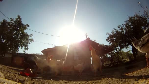 Granos arrojados a los pollos en un patio — Vídeo de stock