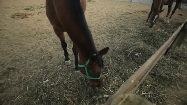 Horses eating — Stock Video