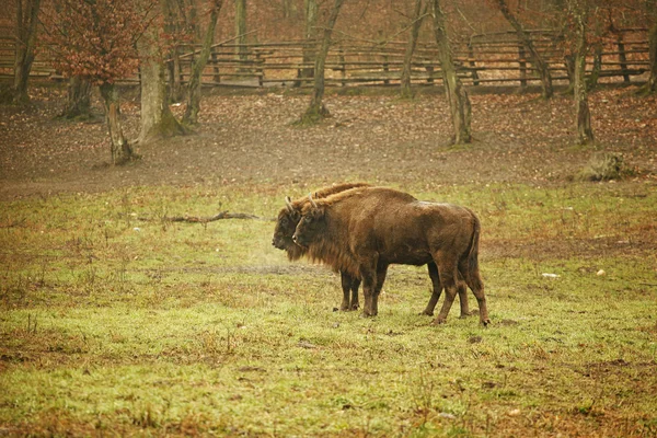 Pareja bisonte —  Fotos de Stock