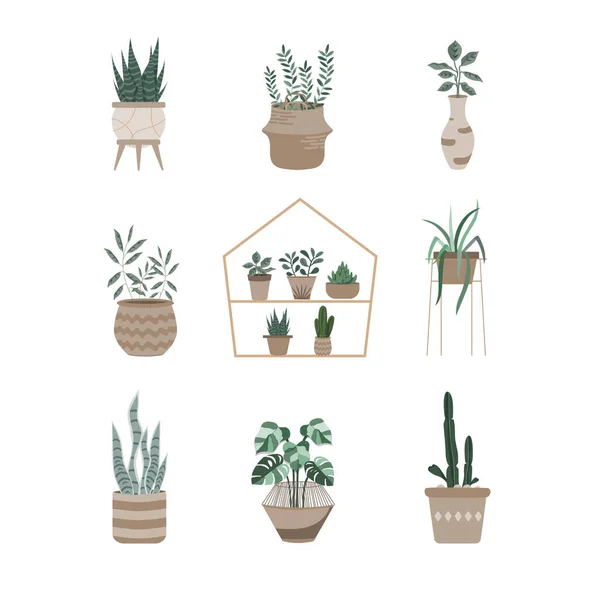 家庭植物系列 盆栽植物系列 矢量插图 — 图库矢量图片
