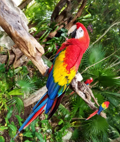 Guacamaya Colorida Mexico — стокове фото