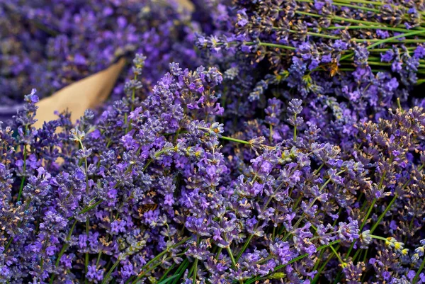 Mor lavanta yakın plan. Çiçekler ve bitkiler bir sepette toplanır..