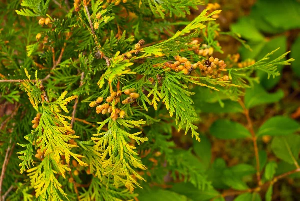 Yeşil thuja yaklaş. Çocuk odasındaki kozalaklı ağaçlar..